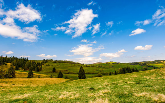 grassy meadow near forest on hillside