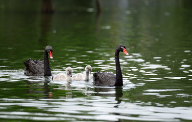 Obraz premium black swan family
