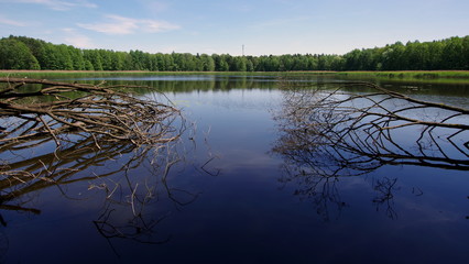 Wejście do naturalnego portu z ułożonych konarów drzew na stawie w Dolinie Baryczy