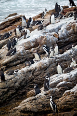 in south africa  wildlife  nature birds     and rocks