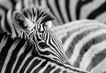 Fotobehang zebra oog © imphilip
