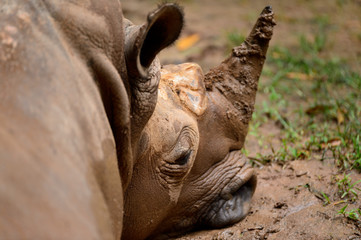 Fototapeta na wymiar rhinoceros