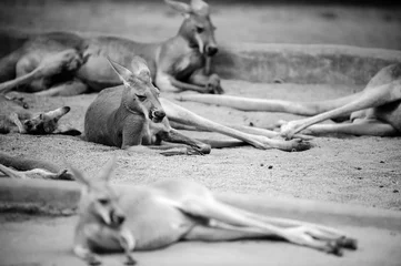 Fototapete Tieren Känguru