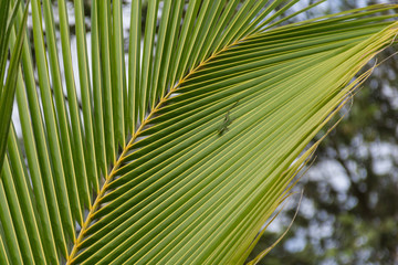 Obraz na płótnie Canvas Lizard on Palm Leaf 02