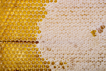 Bee honeycombs and their close-up structure
 