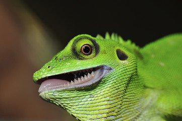 Closeup green lizard