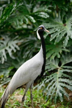 demoiselle crane