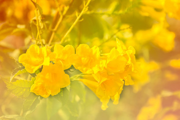 Abstract background of yellow flowers and green leaves.