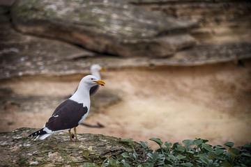 seagull   in south africa   coastline cape