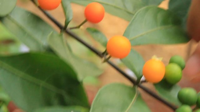 Hand picked fruit ripe on the tree
