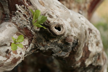 Tree