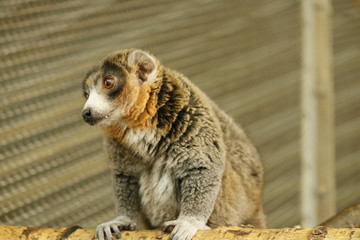 Lemur 