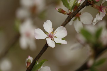 Cherry blossom