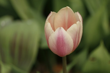 Tulip 