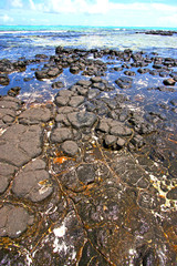the zanzibar beach  seaweed  indian ocean tanzania