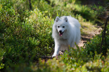 Japanese spitz