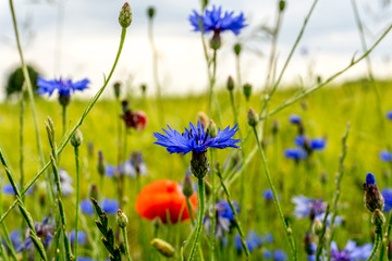 Cornflowers and poppy blossoms in front of a green cereal field at sunshine - 160105318