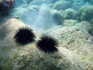 Naklejka na ściany i meble Sea urchin