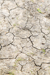 brown dry sand   sahara desert grass