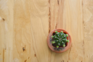 Obraz na płótnie Canvas Green cactus on wooden background.