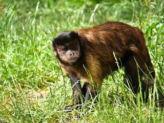 Fototapeta premium singe 
