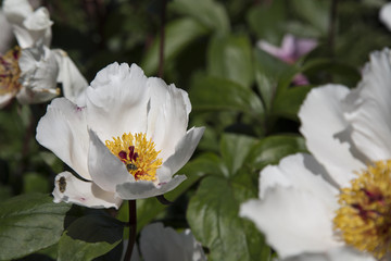 Isolated Sunlit View Blooming Peony Flowers,  White Petals, Yellow Stamen/Centers, Deep Green Leaves