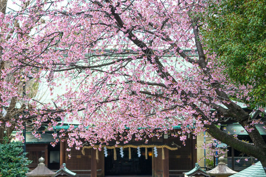 Sakura in the tample