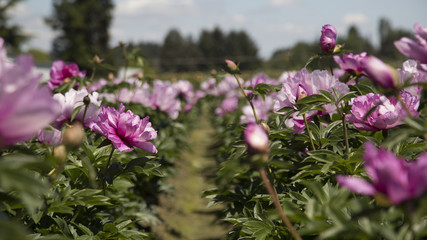 Rows of Sunlit Peony Flowers in Bloom, Bright Pink Petals, Green Stems/Leaves, Blue Sky, Daytime 