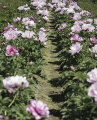 Rows of Sunlit Peony Flowers in Bloom, Pale Pink Petals, Green Stems/Leaves, Daytime 