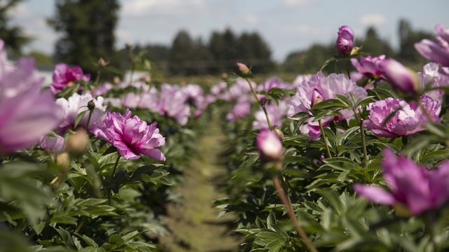 Rows of Sunlit Peony Flowers in Bloom, Bright Pink Petals, Green Stems/Leaves, Blue Sky, Daytime 