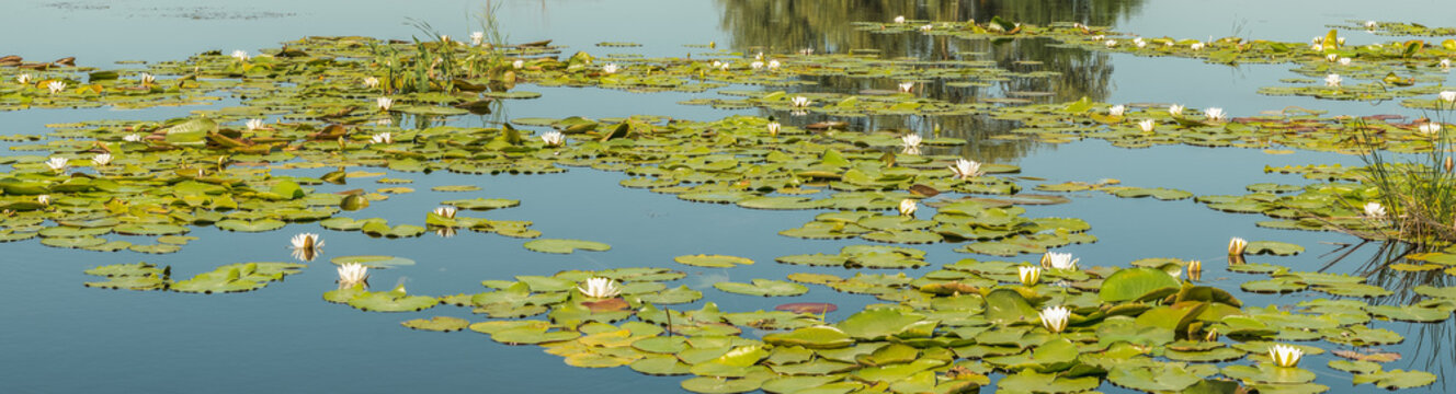 Fototapeta Panorama of a large number of white lilies on the Dnieper Bay near Kiev.