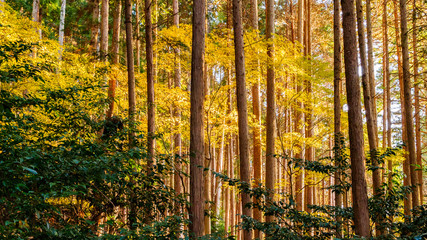 Leaves change color pine forest