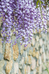 Obraz premium Chinese Wisteria and Wisteria Floribunda Macrobotrys