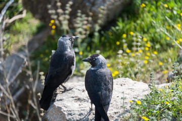 Western jackdaw at Midras Ruins