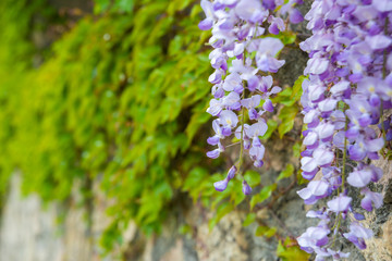 Chinese Wisteria and Wisteria Floribunda Macrobotrys