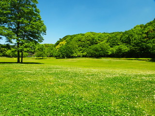 初夏の草原と林の風景