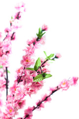 Handcraft Sakura flower on white background