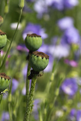 rural flowers in cottage garden