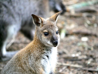 Wallaby de Bennett