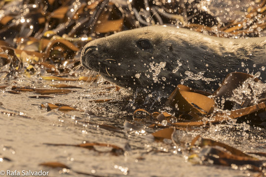 Splashing Seal