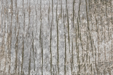 Tree bark wood texture with light color