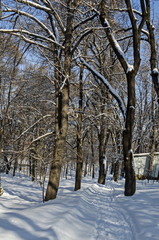 Winter snow garden in Sofia park