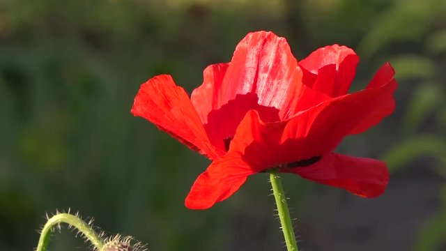 May poppies in the meadow.Lonely poppy.A bright red poppy, attracts bees.Fragile, delicate creature.