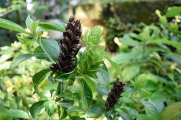 バーレリア・オエノテロイデスの茶色い苞 Golden Barleria 