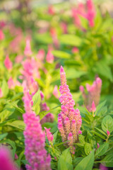  Pink flower with green leaves and warm light