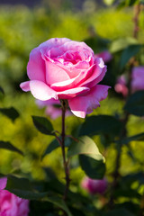 Pink rose on green blur background