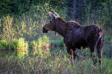Female Moose