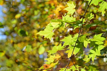 Fototapeta premium Осенние листья