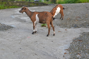 Goats that are enjoying the air in the morning