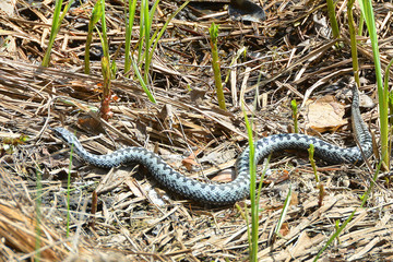 Blue Viper